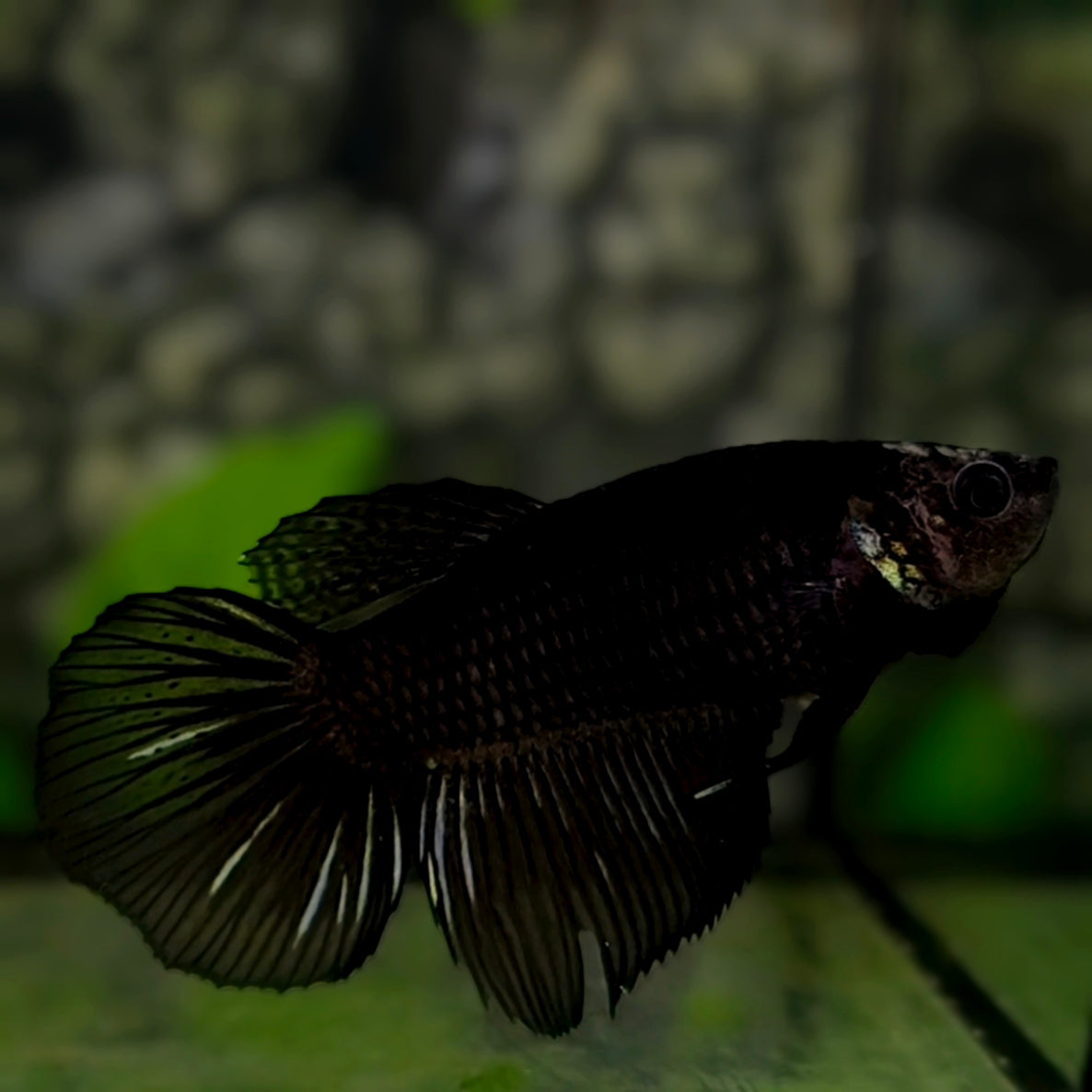 Black Halfmoon Betta Fish Female For Sorority / Breed