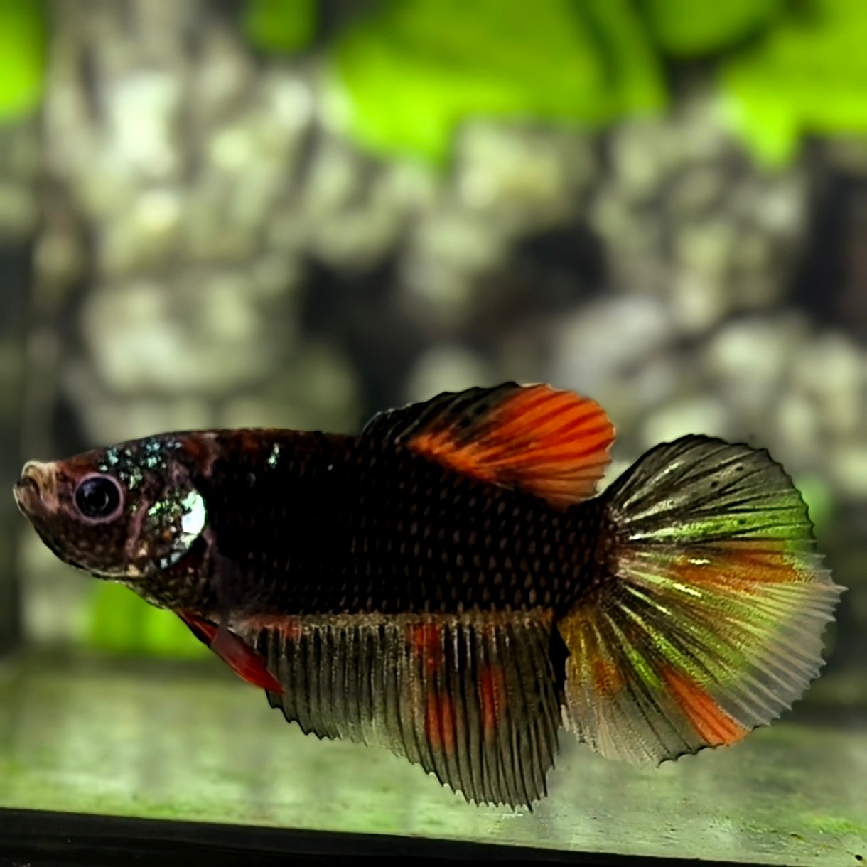Black Variation Halfmoon Betta Fish Female For Sorority / Breed