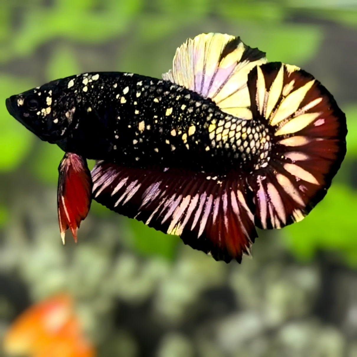 Avatar Blackstar Nebula Copper Gold Red Vampire HMPK Betta Fish Male