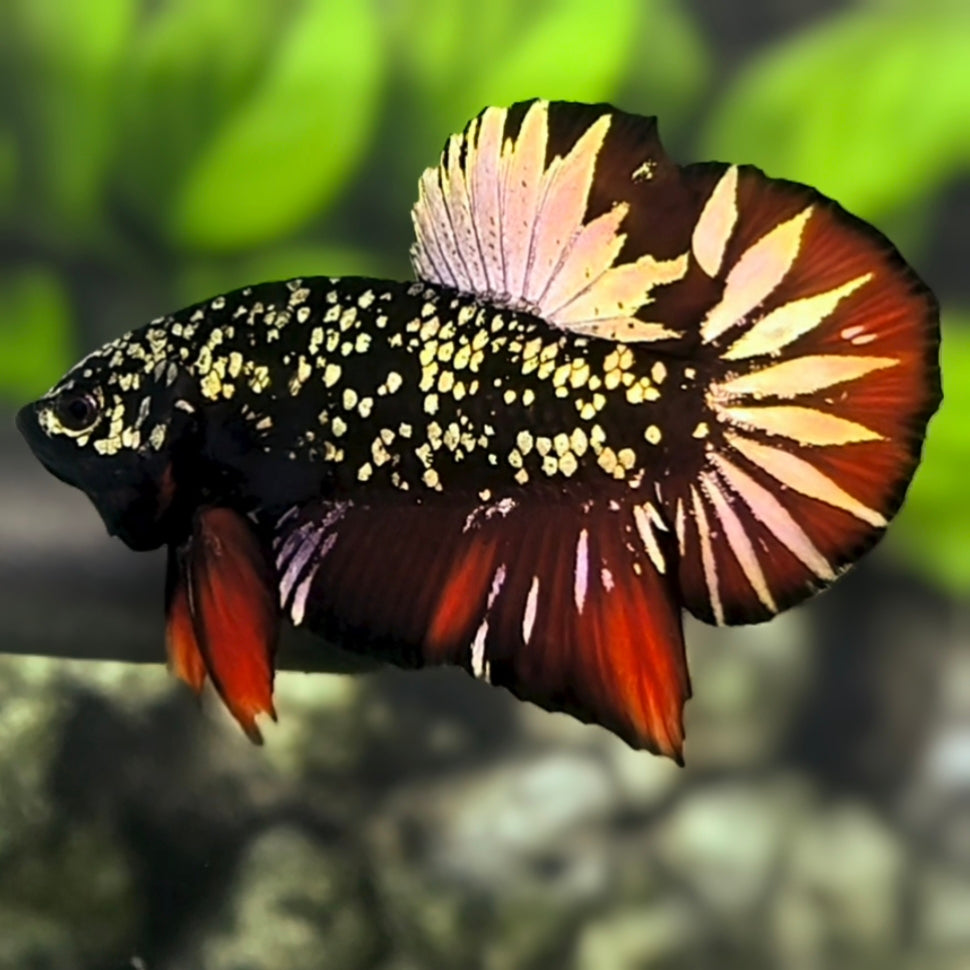 Avatar Blackstar Copper Gold Red Vampire Startail HMPK Betta Fish Male
