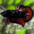 Avatar Blackstar Gold Red Vampire HMPK Betta Fish Male