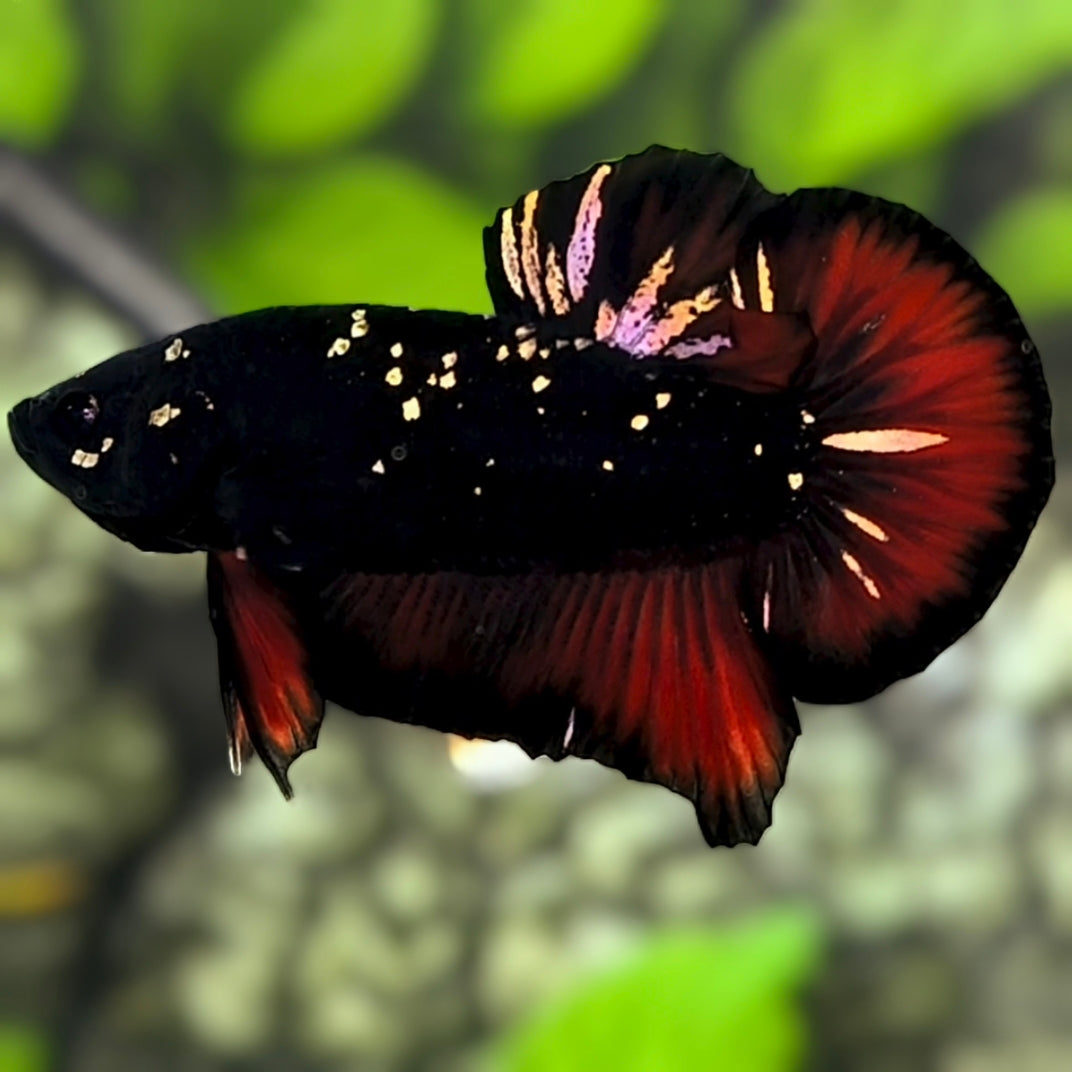 Avatar Blackstar Gold Red Vampire HMPK Betta Fish Male