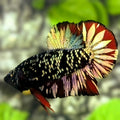 Avatar Blackstar Copper Gold Red Vampire HMPK Betta Fish Male