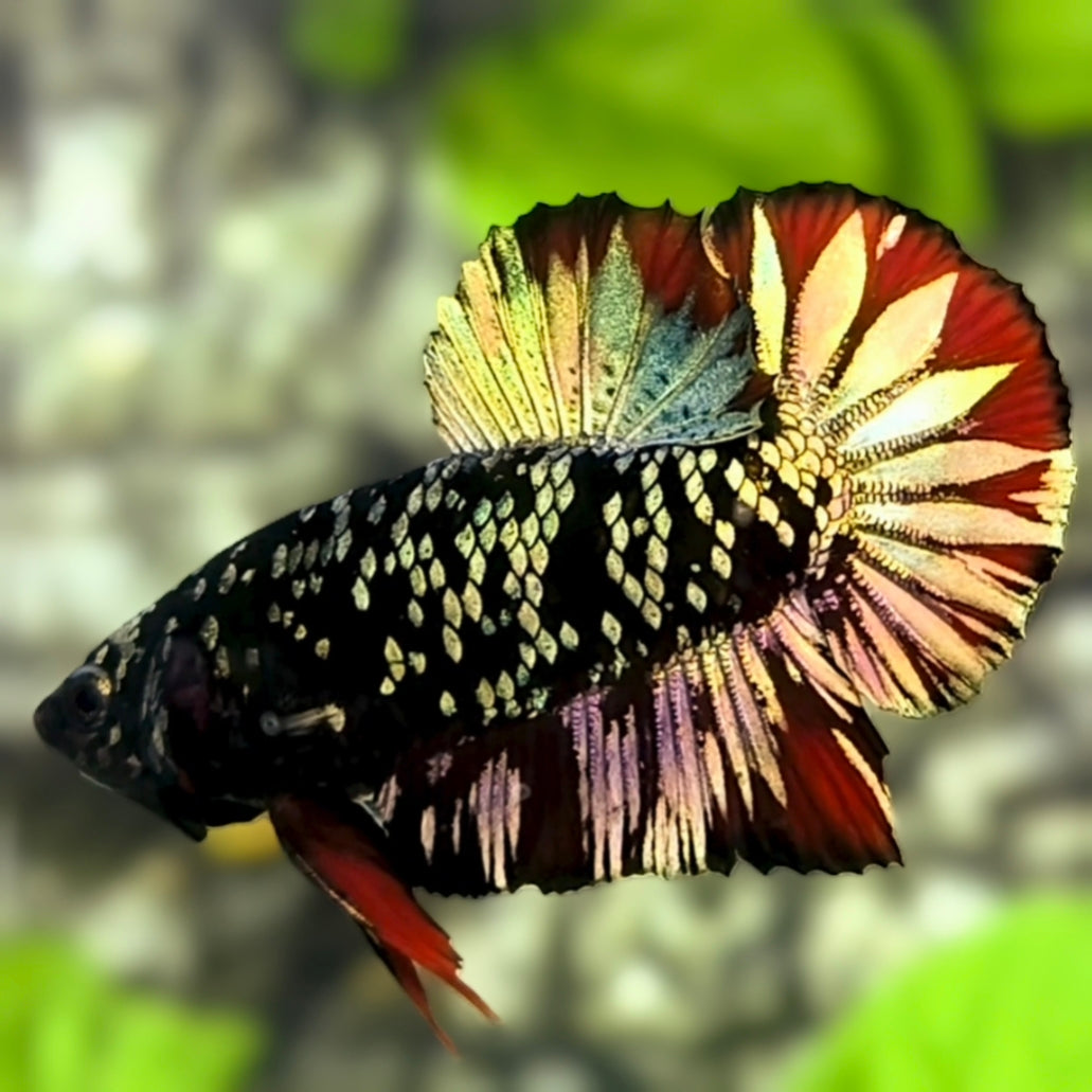 Avatar Blackstar Copper Gold Red Vampire HMPK Betta Fish Male