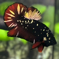 Avatar Blackstar Red Vampire Copper Gold HMPK Betta Fish Male