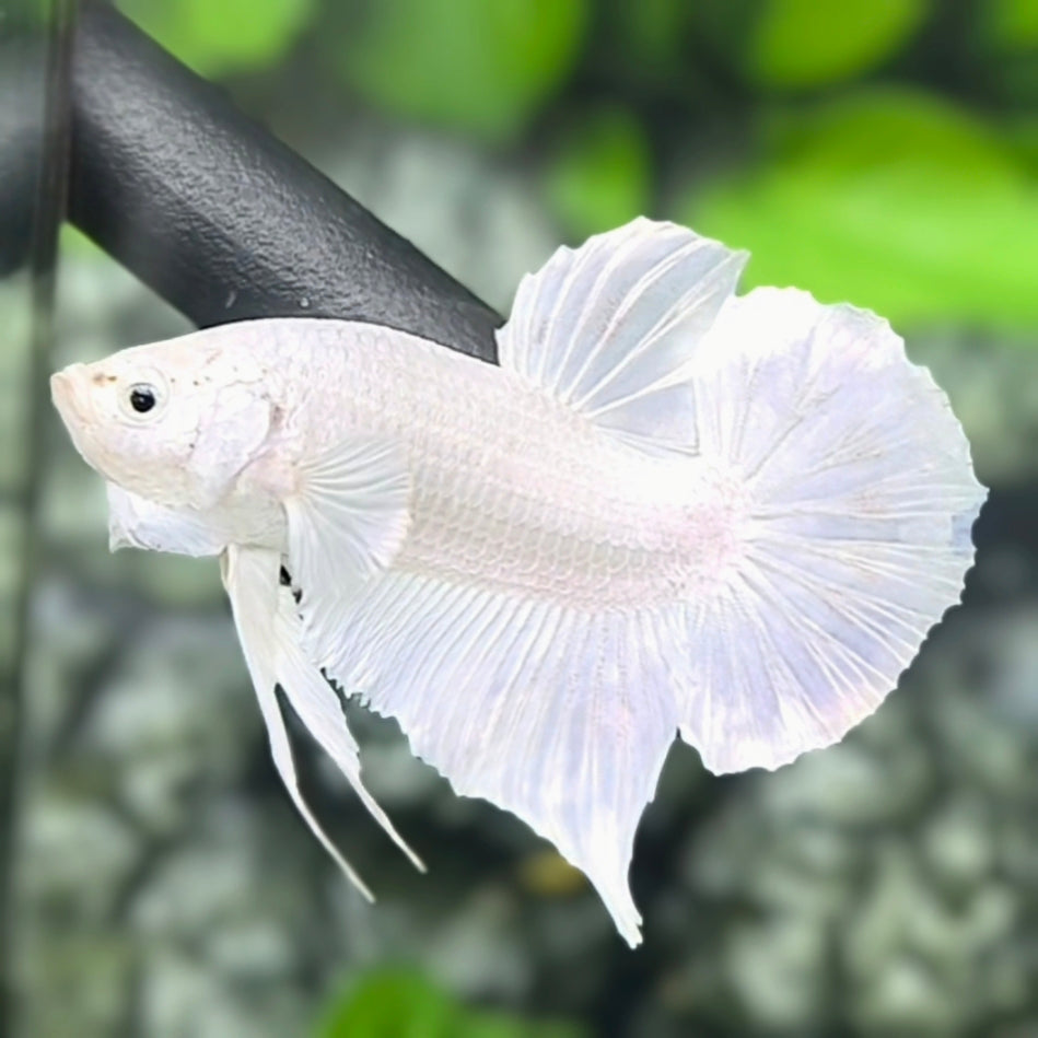 Solid White Platinum HMPK Betta Fish Male #01