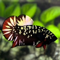 Avatar Blackstar Red Vampire Copper Gold HMPK Betta Fish Male