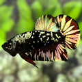 Avatar Blackstar Copper Red Gold HMPK Betta Fish Male
