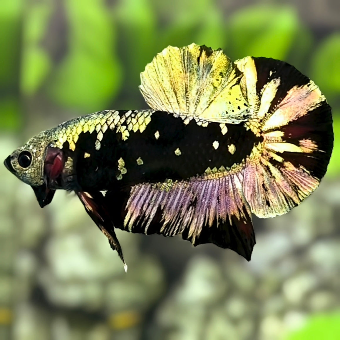 Avatar Blackstar Copper Gold HMPK Betta Fish Male