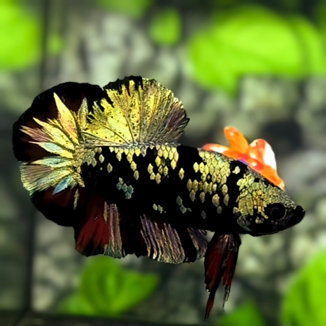 Avatar Copper Gold HMPK Betta Fish Male