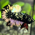 Avatar Blackstar Copper Gold HMPK Betta Fish Male
