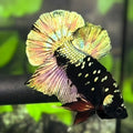 Avatar Copper Gold HMPK Betta Fish Male