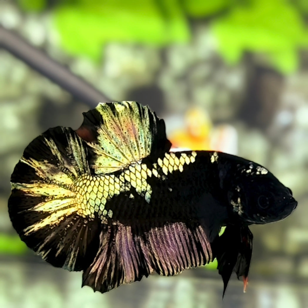 Avatar Copper Gold HMPK Betta Fish Male