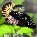 Avatar Blackstar Red Copper Gold Startail HMPK Betta Fish Male