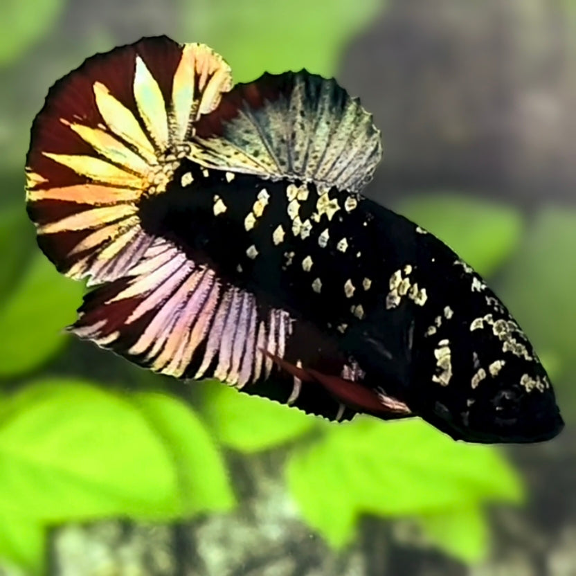 Avatar Blackstar Red Copper Gold Startail HMPK Betta Fish Male