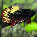 Avatar Blackstar Red Vampire Gold HMPK Betta Fish Male
