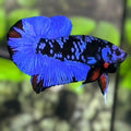 Avatar Blackstar Blue HMPK Betta Fish Male
