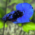 Avatar Blackstar Blue HMPK Betta Fish Male