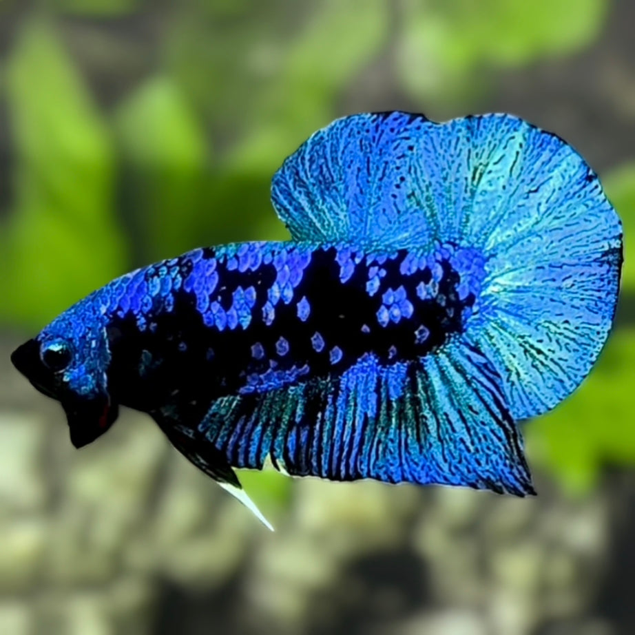 Avatar Blackstar Turquoise HMPK Betta Fish Male