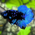 Avatar Blackstar Turquoise HMPK Betta Fish Male