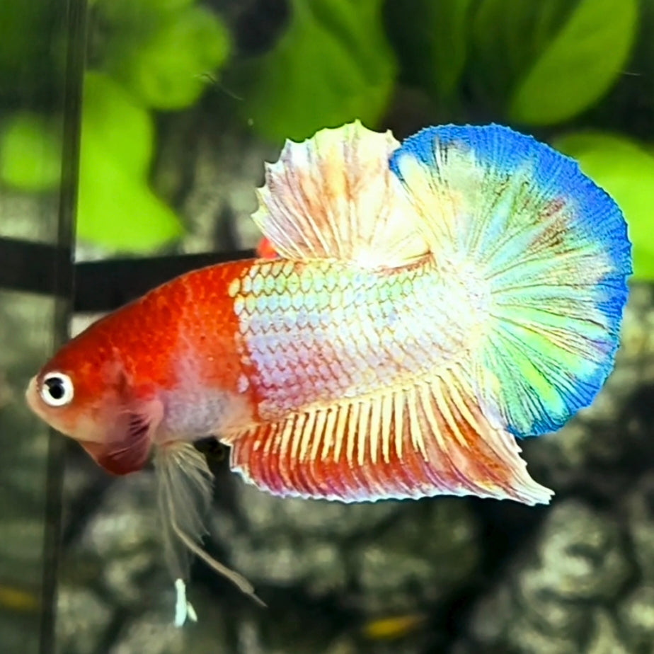 Half Red Shimmer Fancy HMPK Betta Fish Male