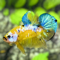 Yellow Koi Galaxy HMPK Betta Fish Male #YKG