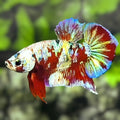 Red Barongsai HMPK Betta Fish Male