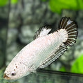 Black Dragon Fullmasked HMPK Betta Fish Female For Sorority / Breed