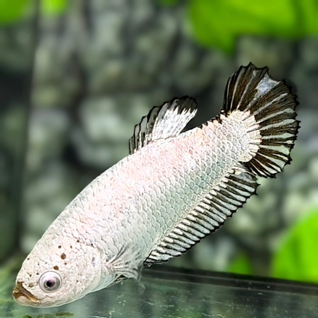 Black Dragon Fullmasked HMPK Betta Fish Female For Sorority / Breed