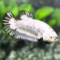 Black Dragon HMPK Betta Fish Female For Sorority / Breed