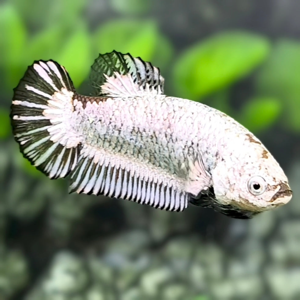 Black Dragon HMPK Betta Fish Female For Sorority / Breed