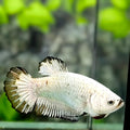 Black Dragon Fullmasked HMPK Betta Fish Female For Sorority / Breed