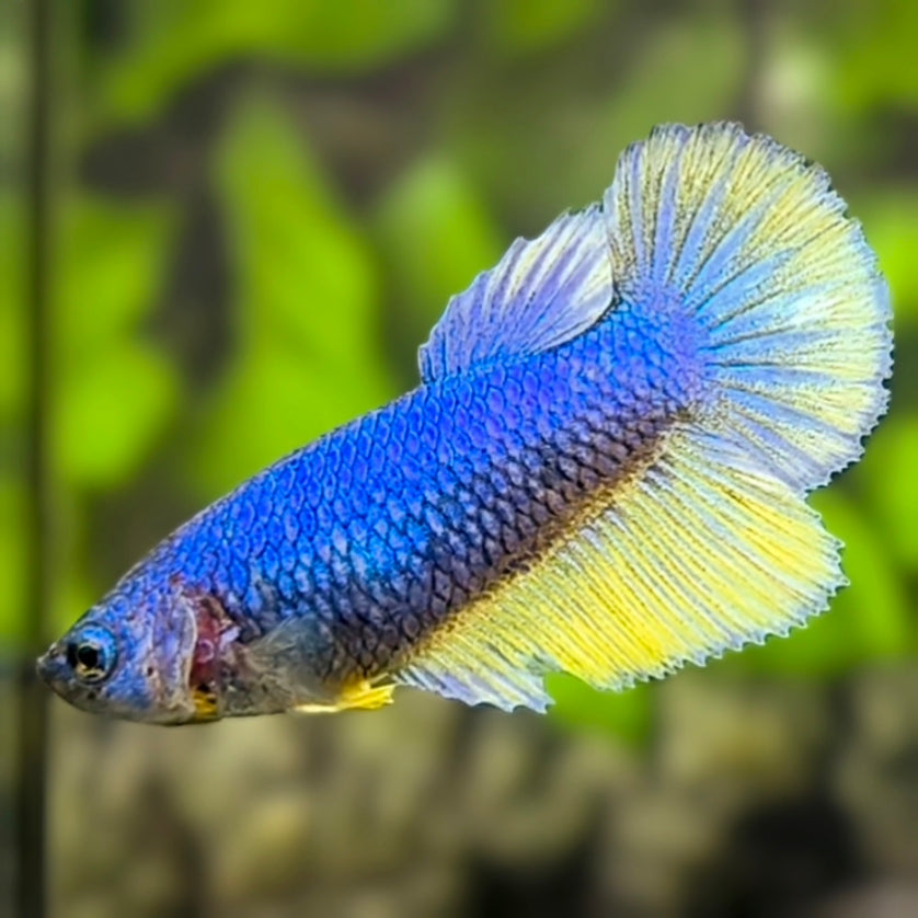 Mustard Gass Halfmoon Betta Fish Female For Sorority / Breed