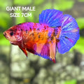Multicolor Purple Pink Candy JUMBO GIANT HMPK Betta Fish Male