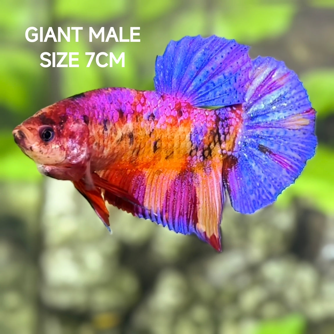 Multicolor Purple Pink Candy JUMBO GIANT HMPK Betta Fish Male