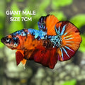 Multicolor Galaxy JUMBO GIANT HMPK Betta Fish Male
