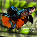 Black Orange Galaxy JUMBO GIANT HMPK Betta Fish Male