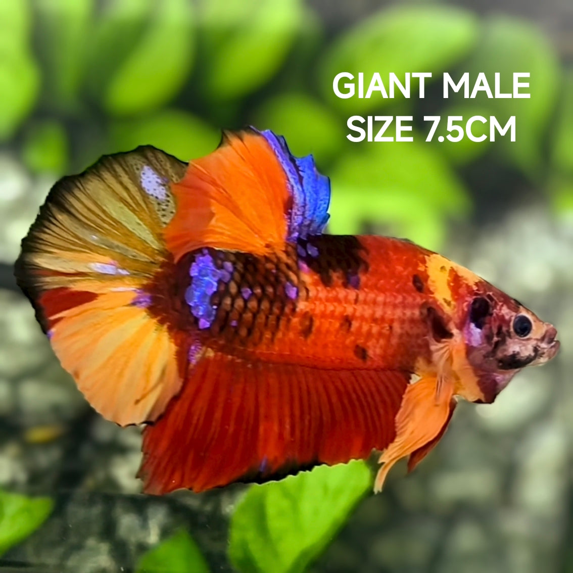 Multicolor Koi Candy JUMBO GIANT HMPK Betta Fish Male