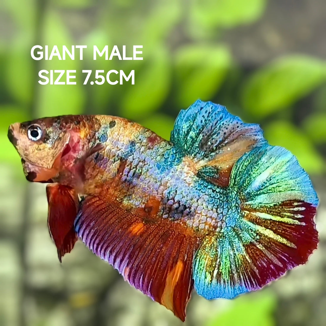 Multicolor Metalic JUMBO GIANT HMPK Betta Fish Male