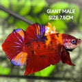 Red Koi Candy JUMBO GIANT HMPK Betta Fish Male
