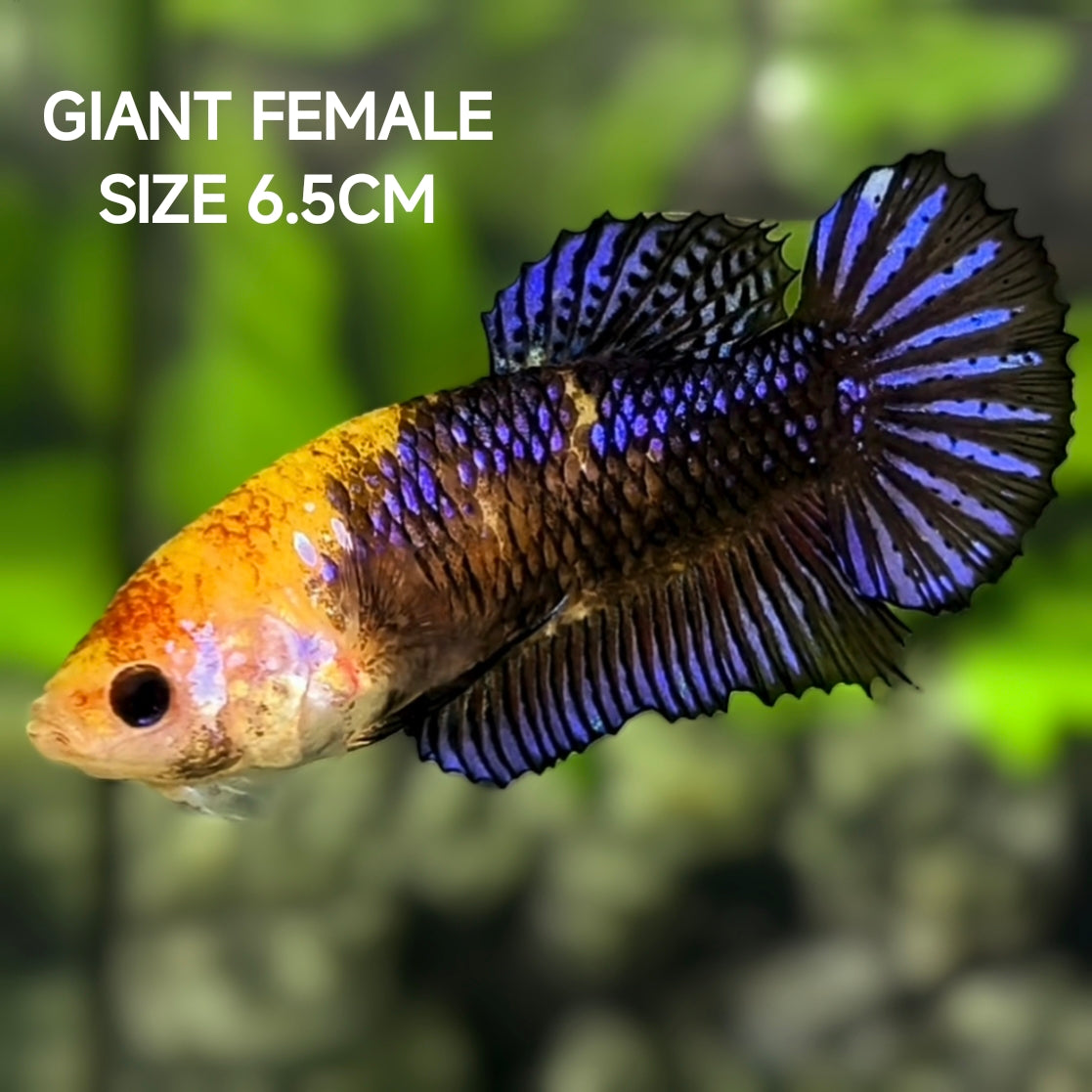 Yellow Head Purple Galaxy JUMBO GIANT HMPK Betta Fish Female