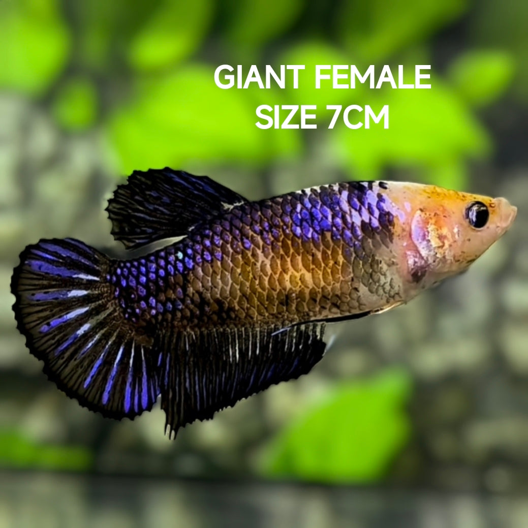Purple Fancy JUMBO GIANT HMPK Betta Fish Female