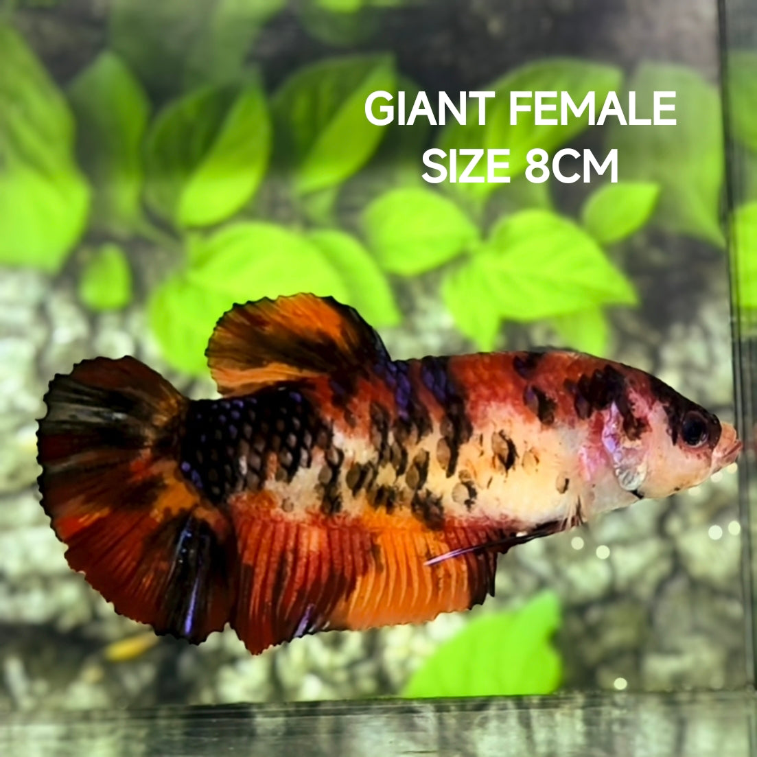 Nemo Koi Tiger JUMBO GIANT HMPK Betta Fish Female