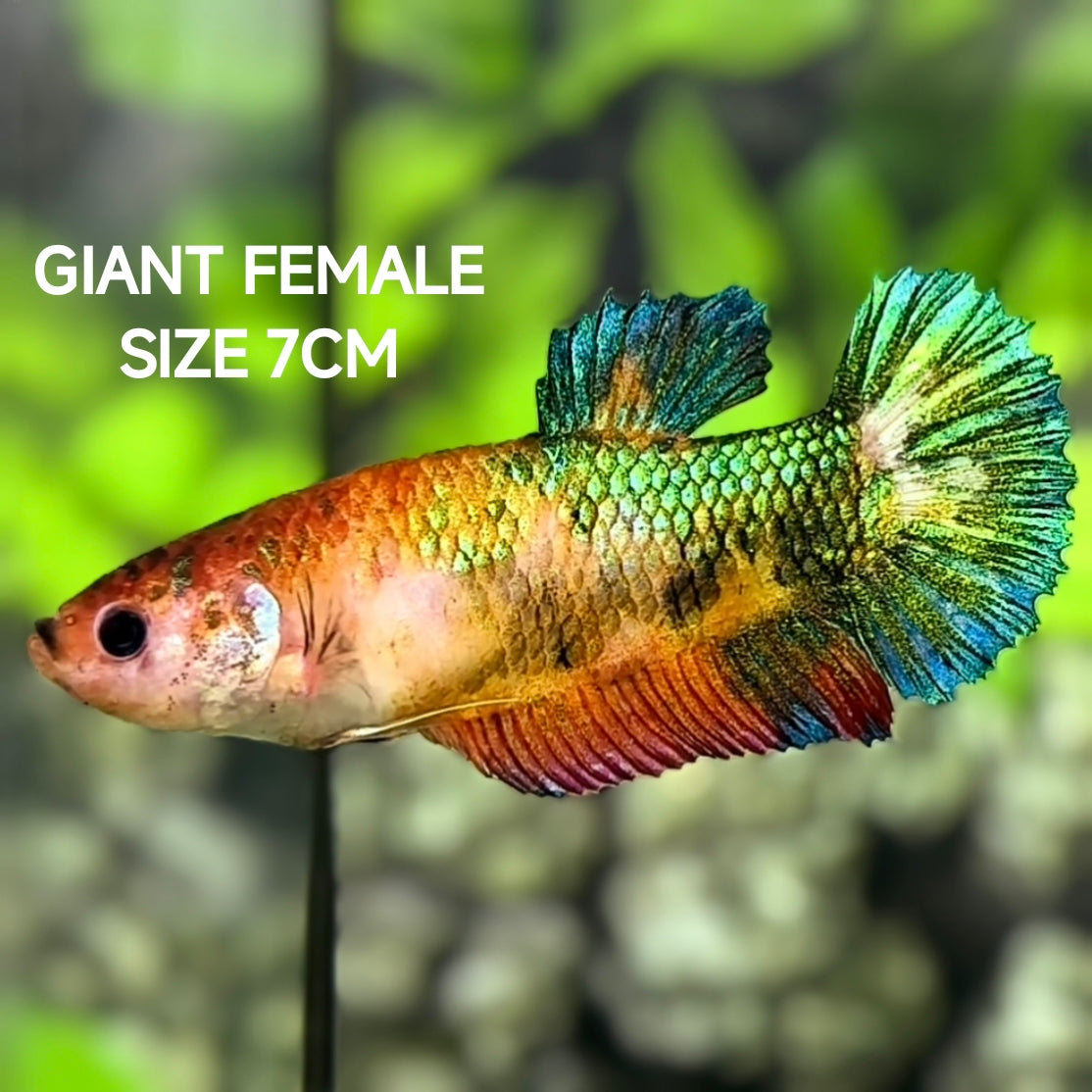 Metalic Green Koi JUMBO GIANT HMPK Betta Fish Female