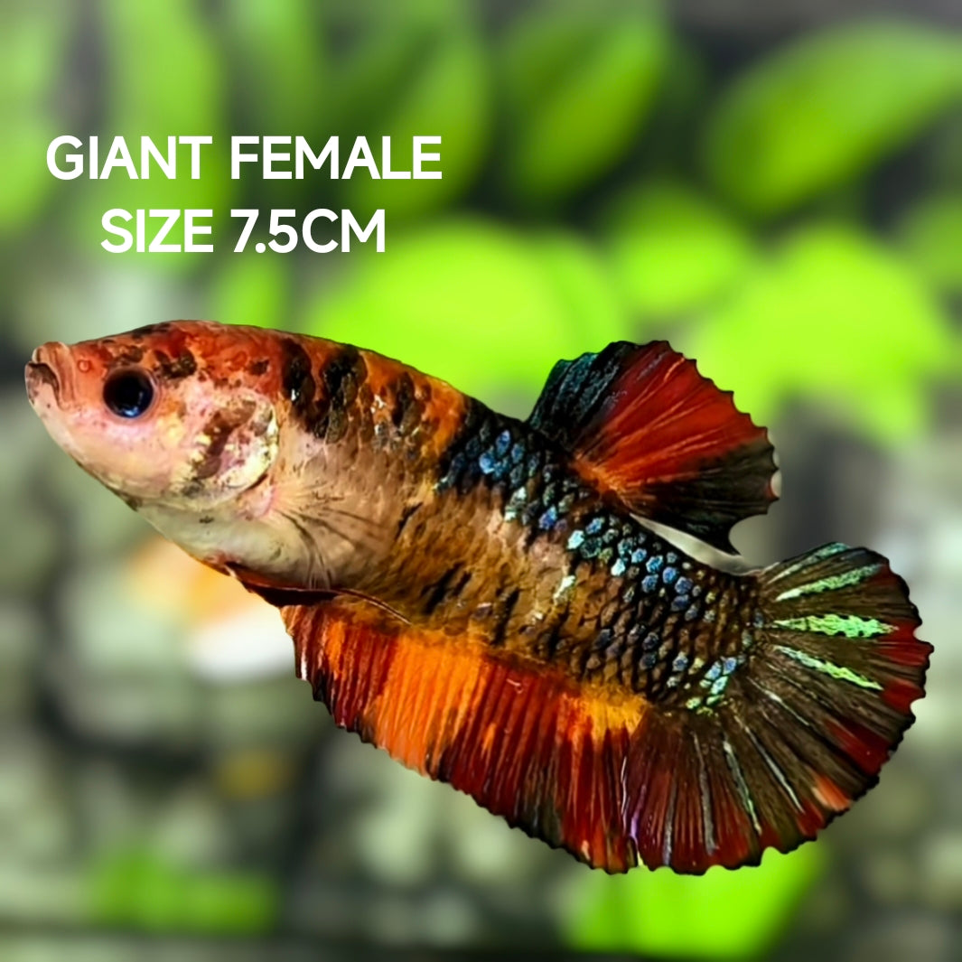 Metalic Koi JUMBO GIANT HMPK Betta Fish Female