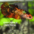 Nemo Koi Tiger JUMBO GIANT HMPK Betta Fish Female