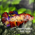 Red Koi Purple JUMBO GIANT HMPK Betta Fish Female