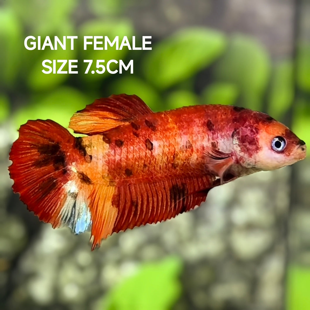 Red Koi Tiger JUMBO GIANT HMPK Betta Fish Female