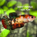 Red Tiger Koi Metalic JUMBO GIANT HMPK Betta Fish Female