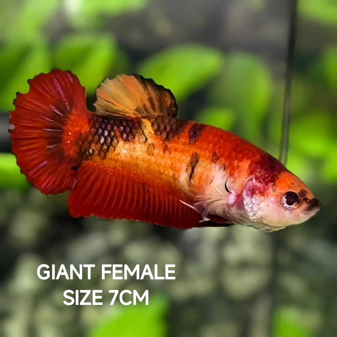Red Koi Tiger JUMBO GIANT HMPK Betta Fish Female